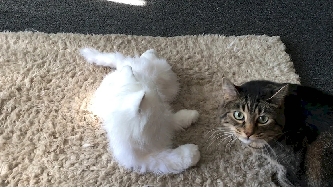 Котики настоящие живые