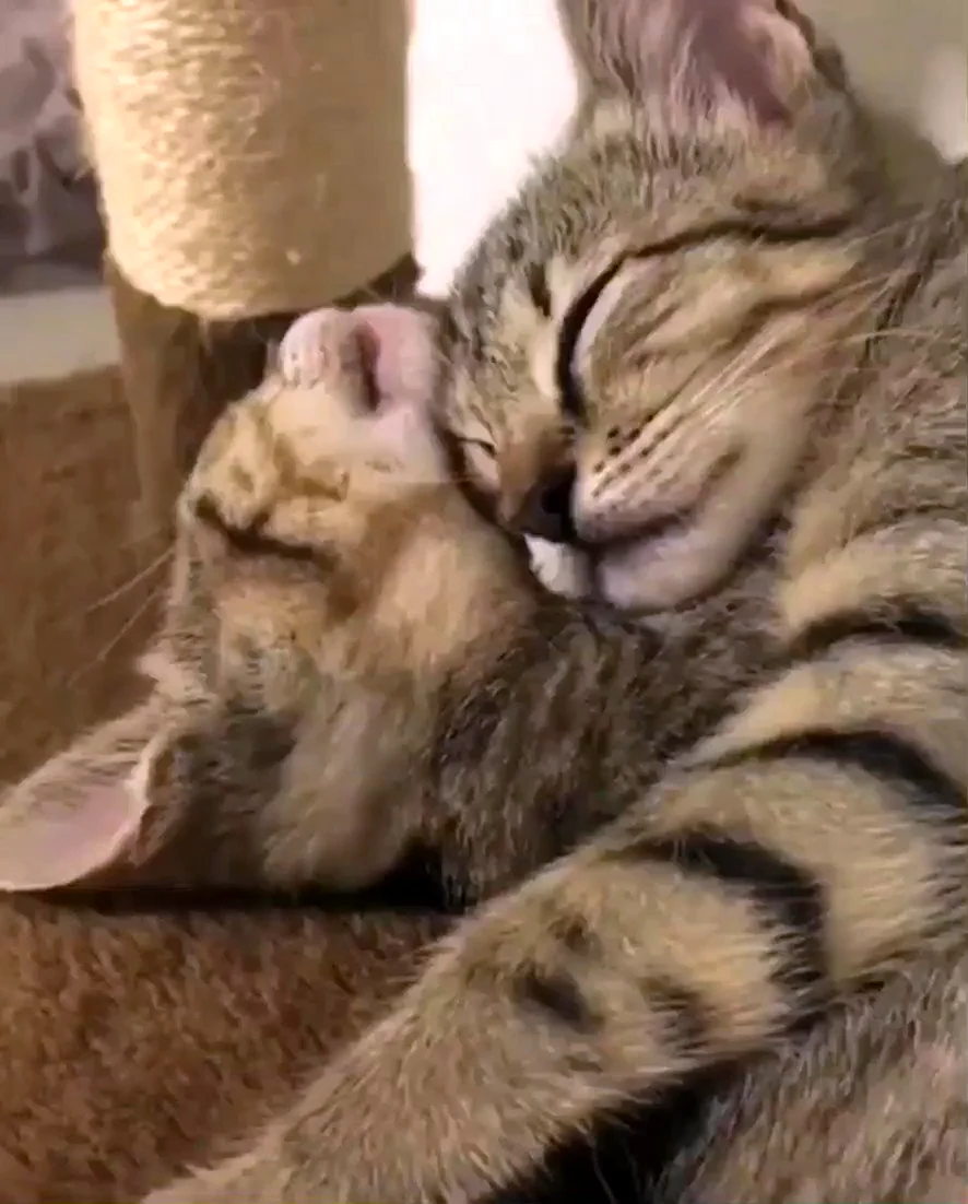 Котики обнимаются