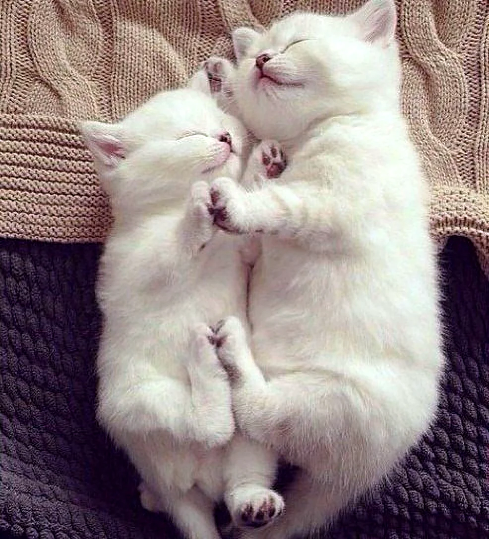 Котики обнимаются