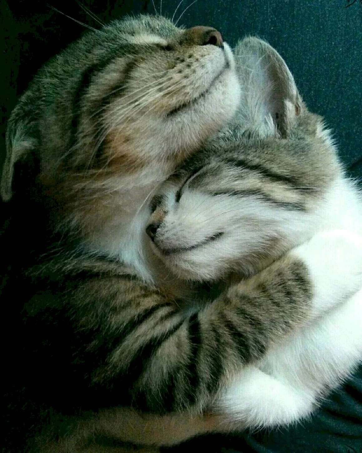 Котики обнимаются