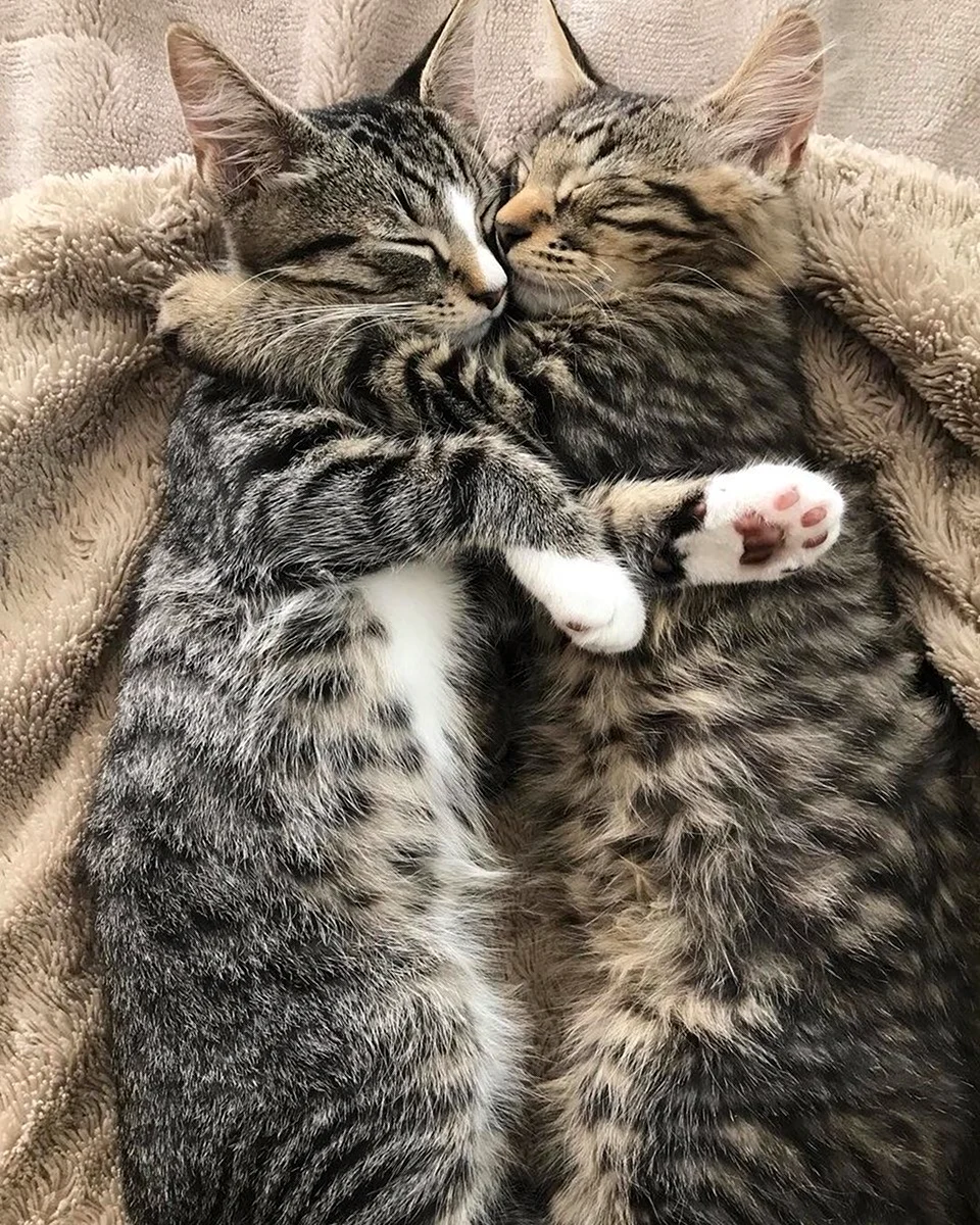 Котики обнимаются