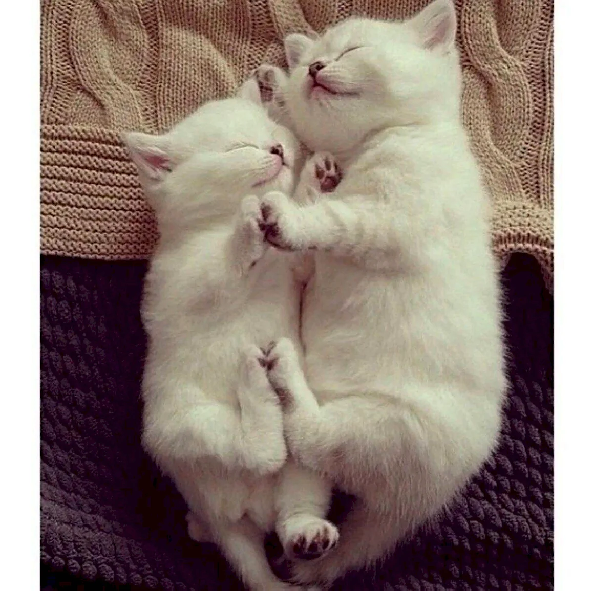 Котики обнимаются