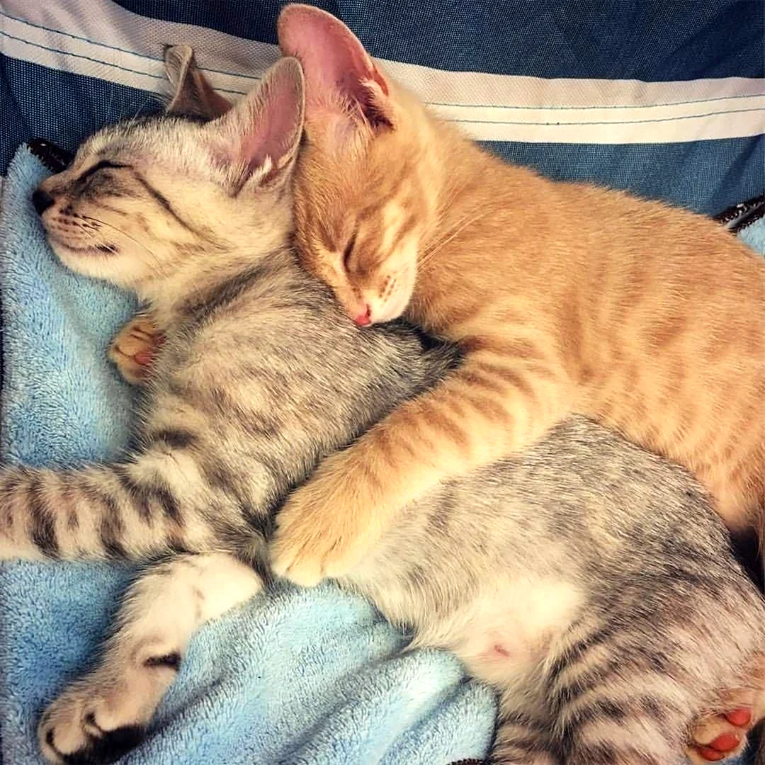 Котики обнимаются