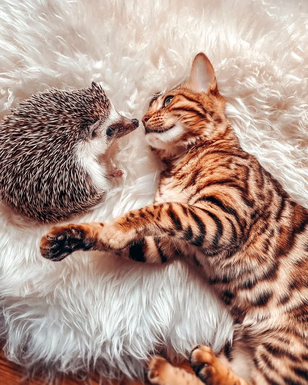Котики обнимаются