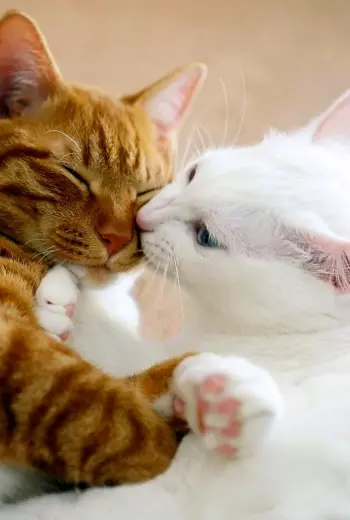 Котики обнимаются