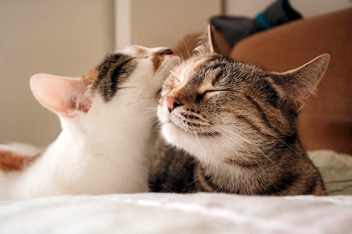 Котики обнимаются