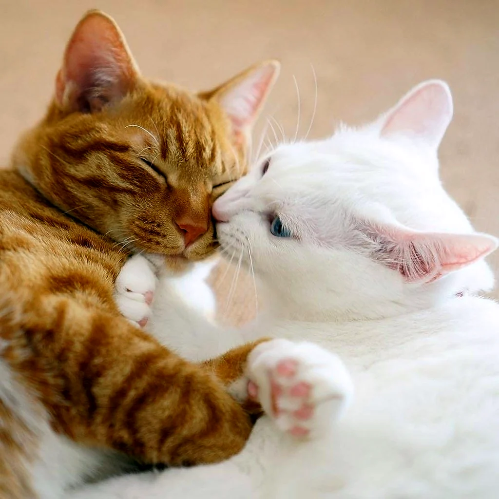 Котики обнимаются