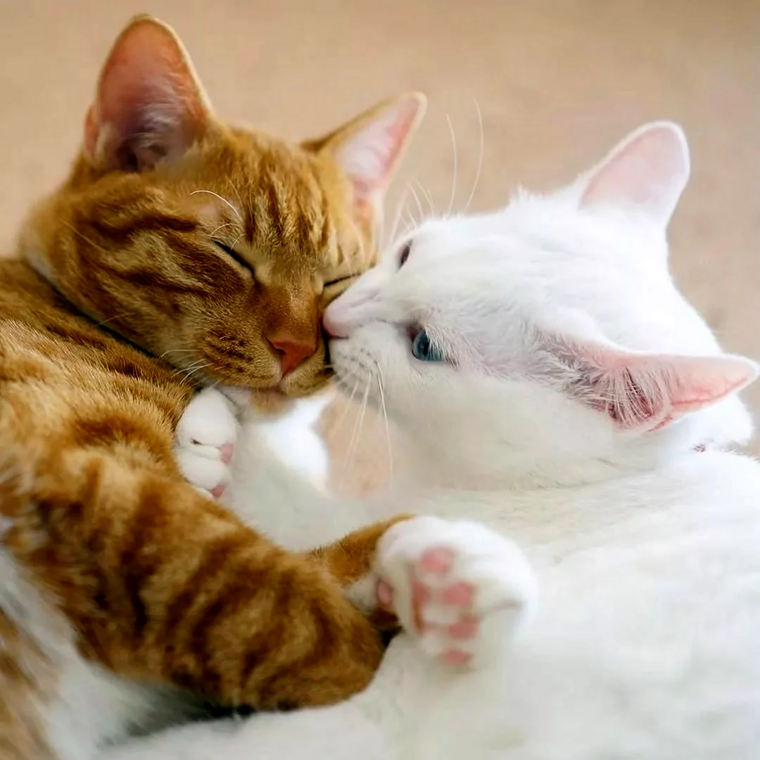 Котики обнимаются