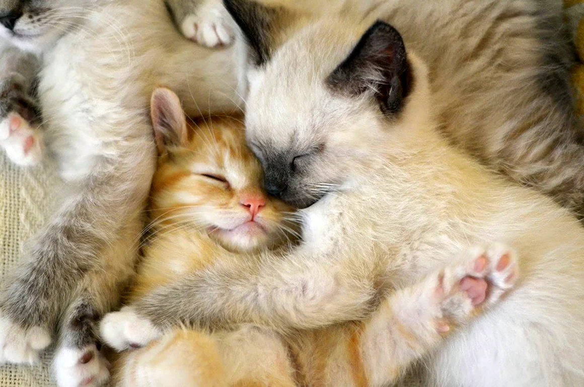 Котики обнимаются