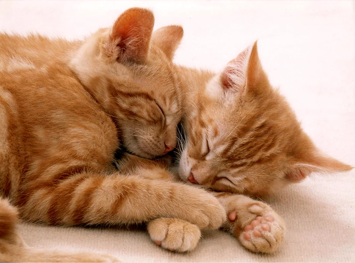 Котики обнимаются
