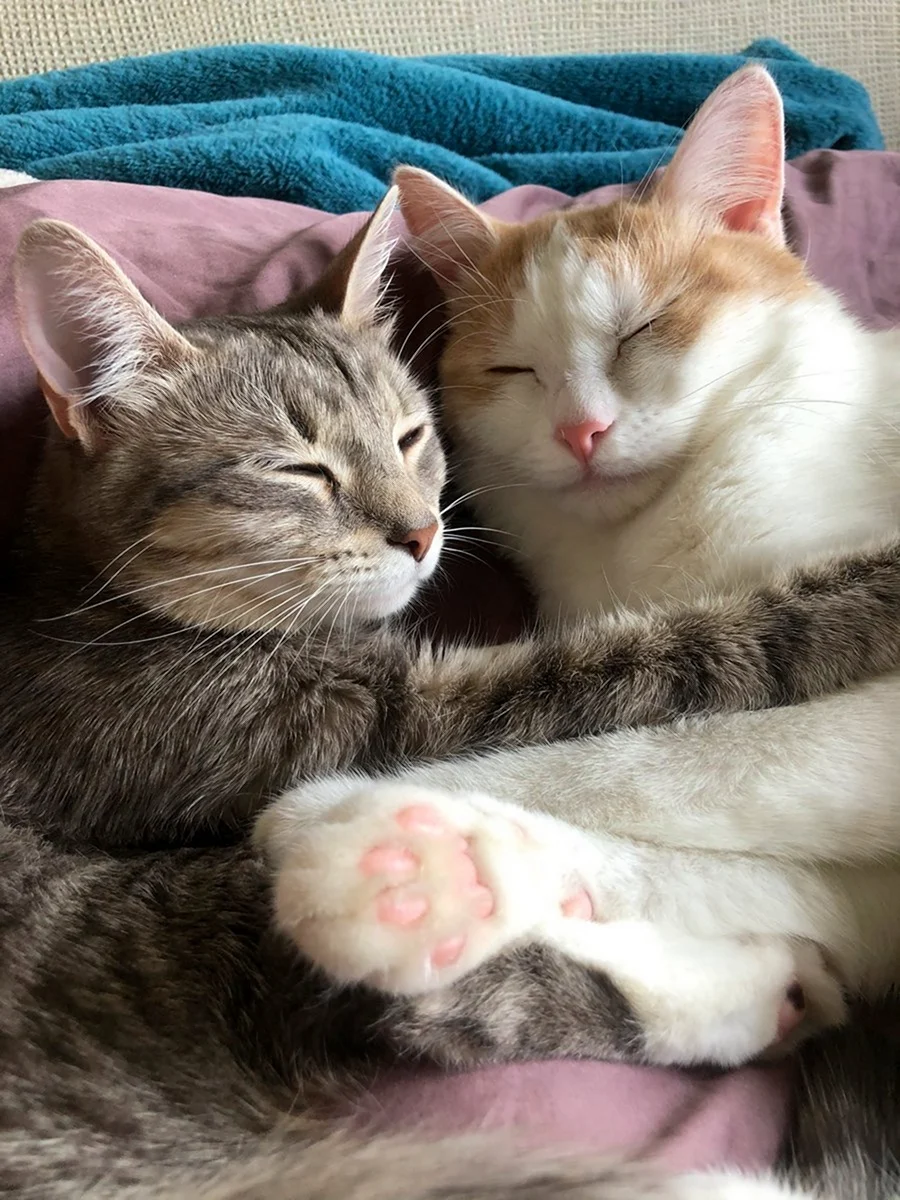 Котики обнимаются