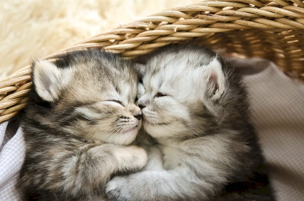 Котики обнимаются