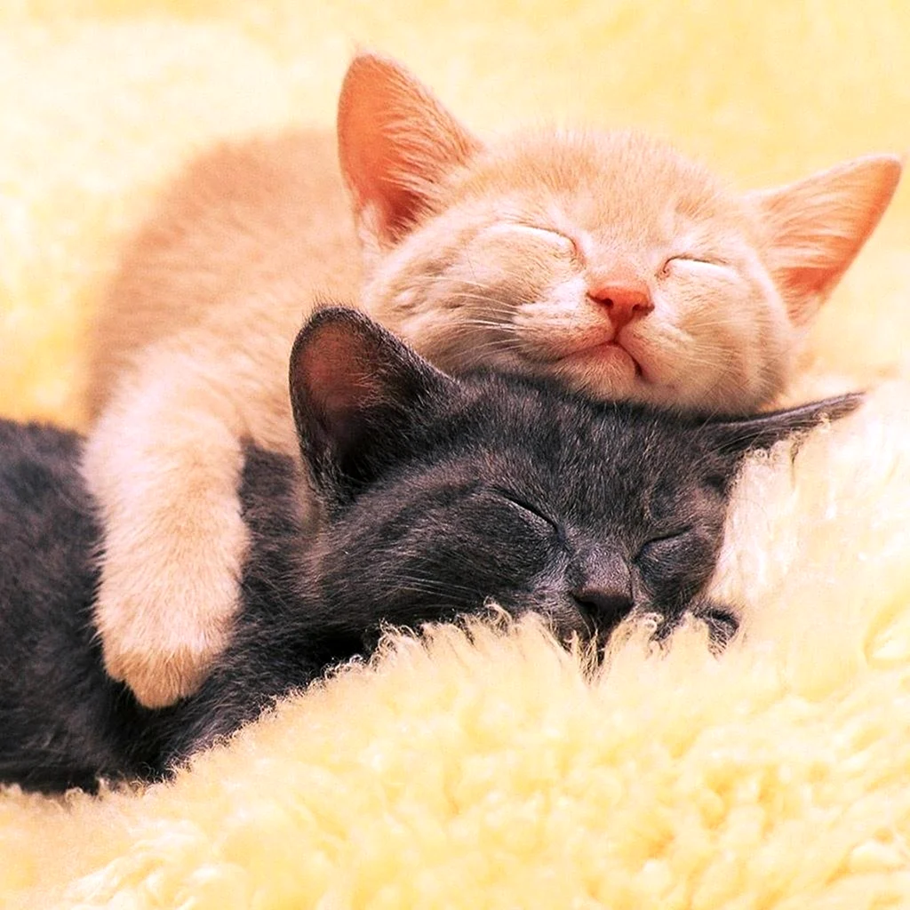 Котики обнимаются