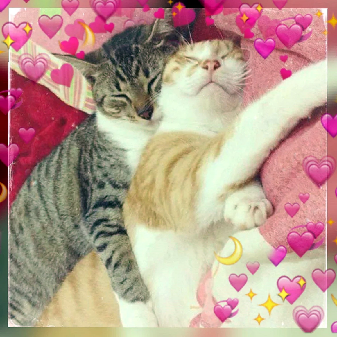 Котики обнимаются