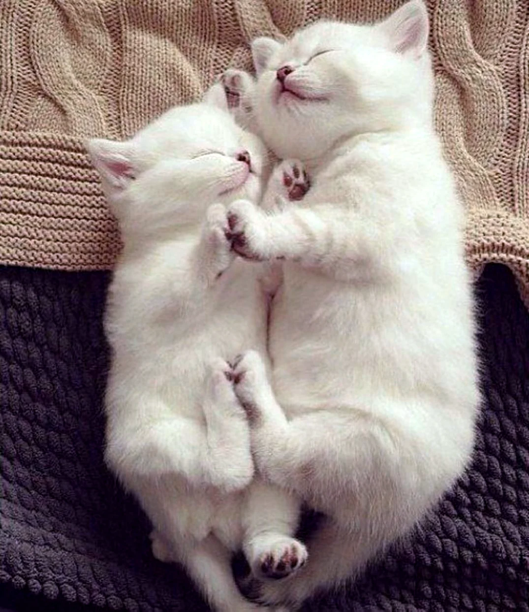 Котики обнимаются
