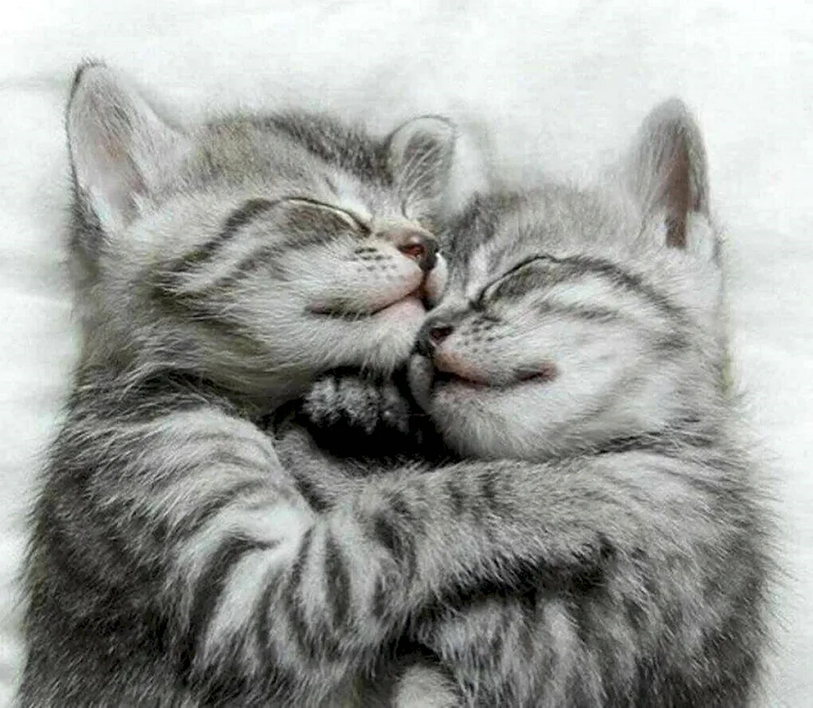 Котики обнимашки