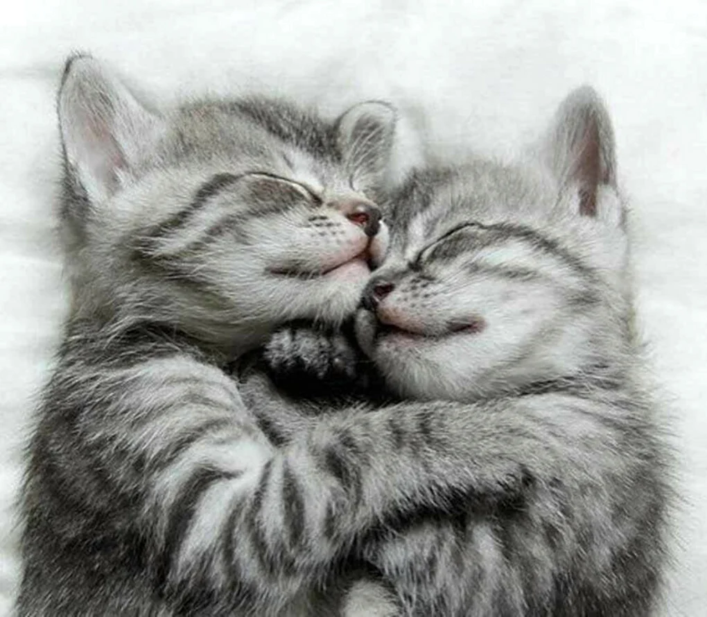 Котики обнимашки