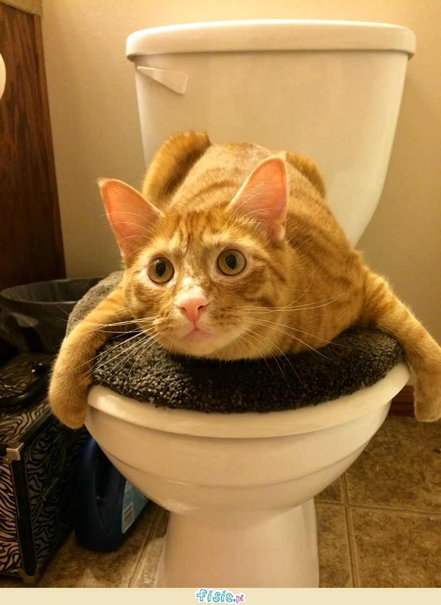 Котики приколы