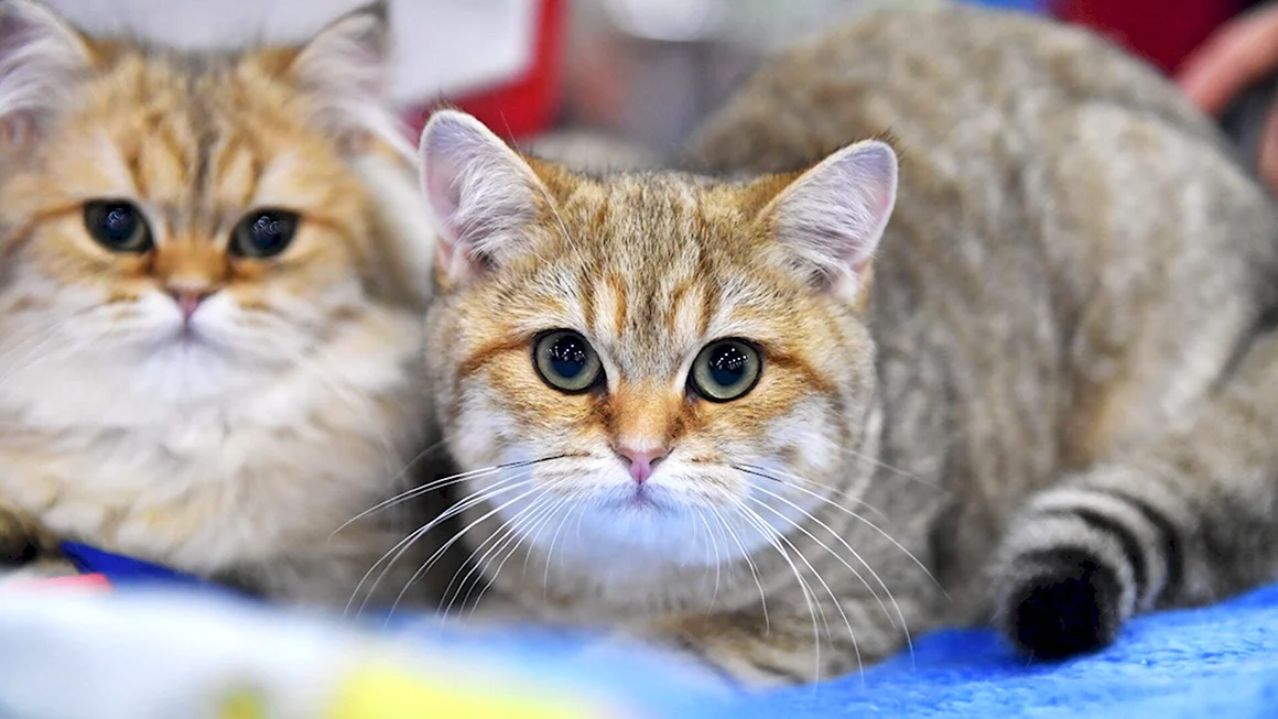 Котики разных пород