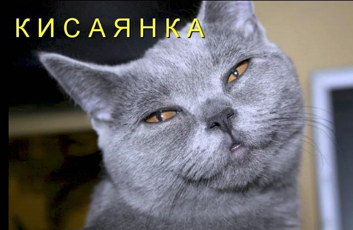 Котики с надписями тупыми