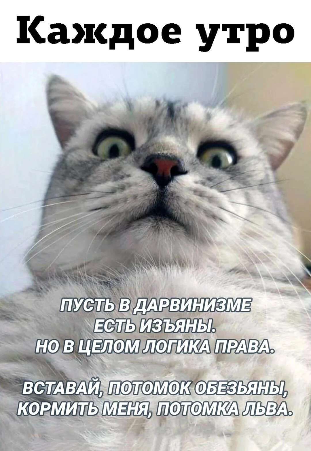 Котики с надписью мы