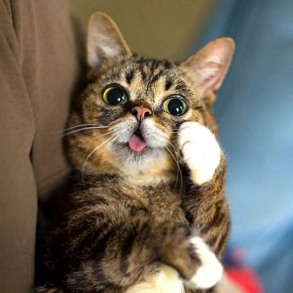 Котики смешные