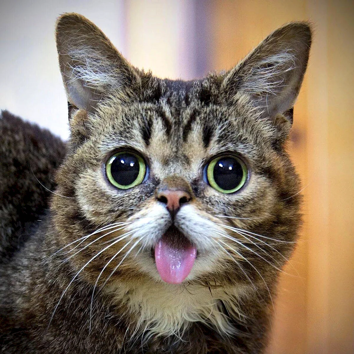 Котики смешные