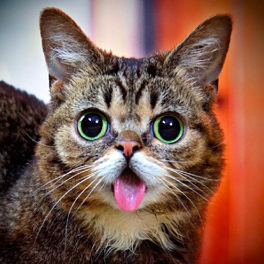 Котики смешные
