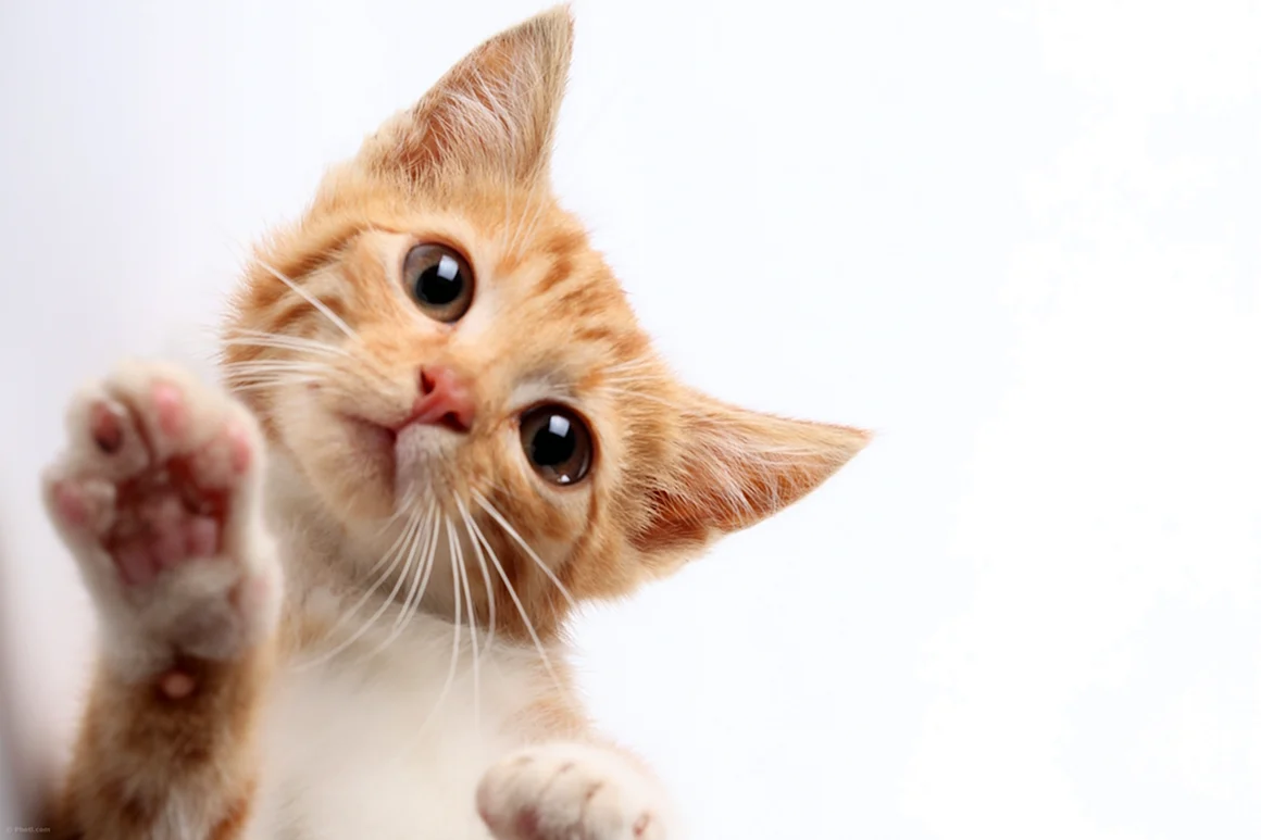 Котики смешные