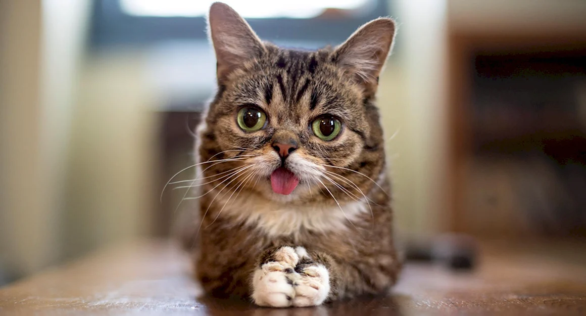 Котики смешные