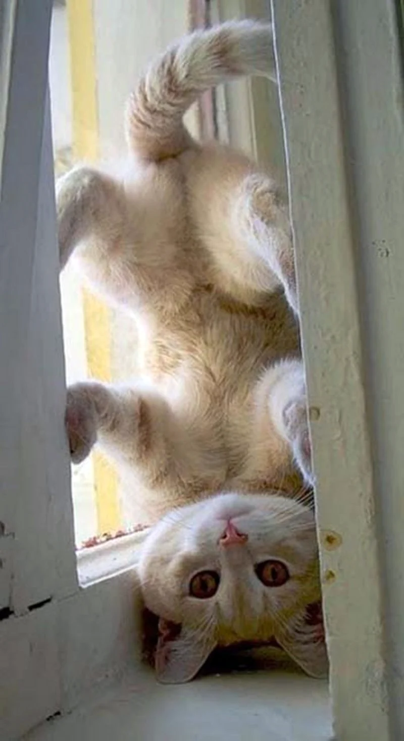 Котики смешные