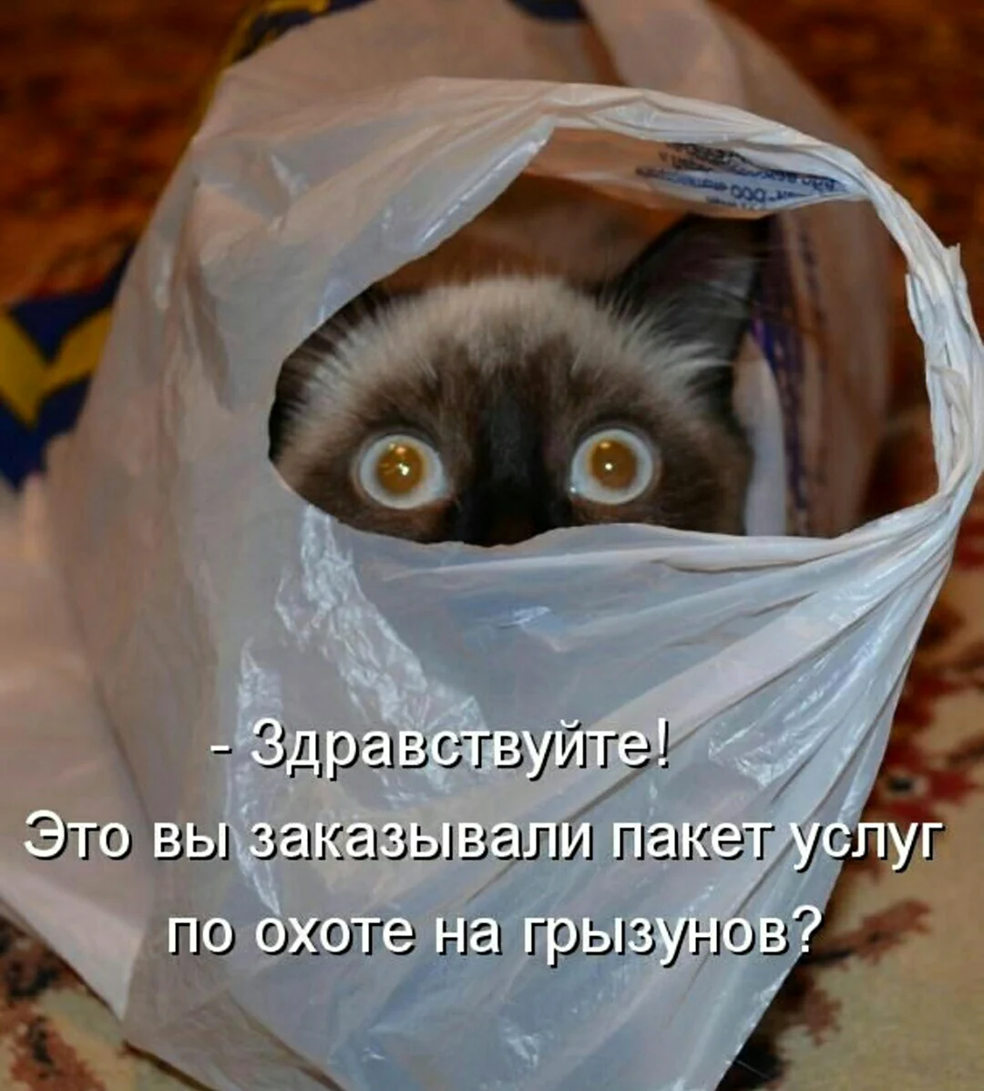 Котики смешные картинки с надписями