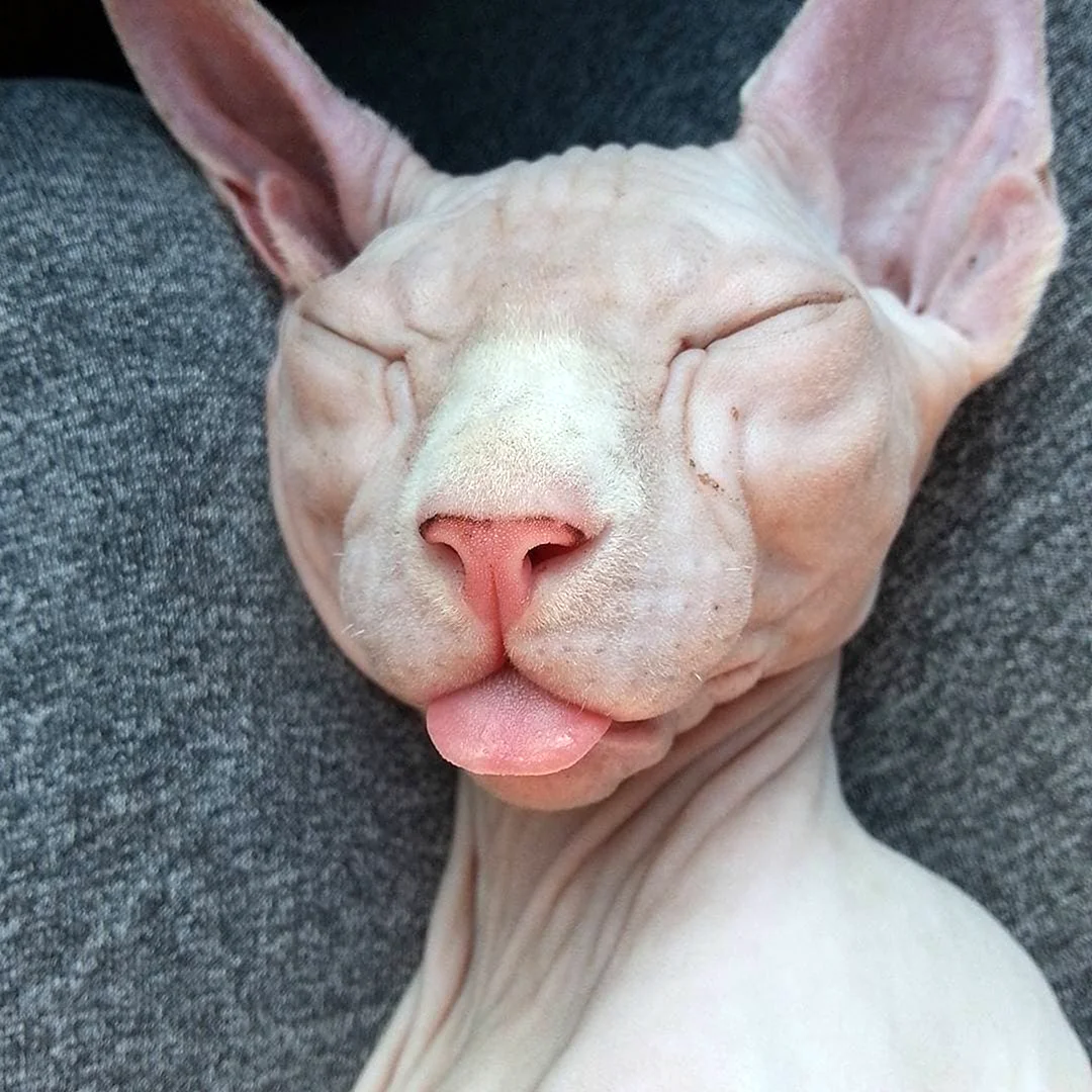 Котики смешные лысые