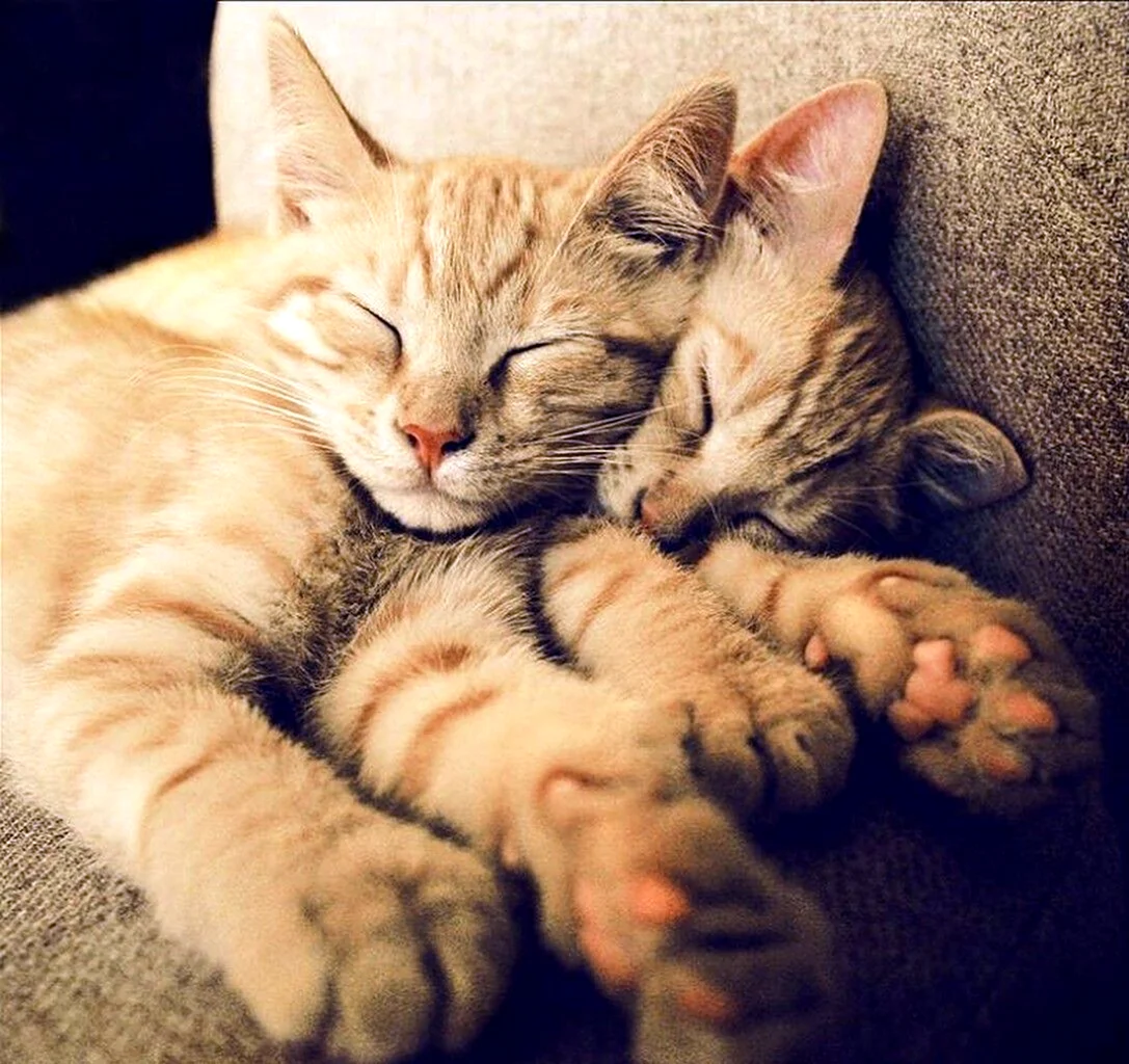 Котики спят в обнимку