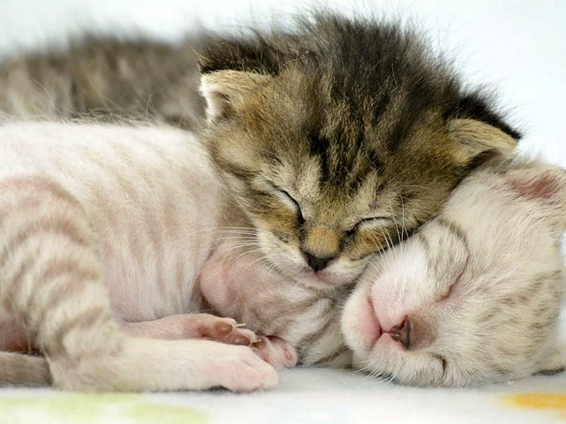 Котики спят в обнимку