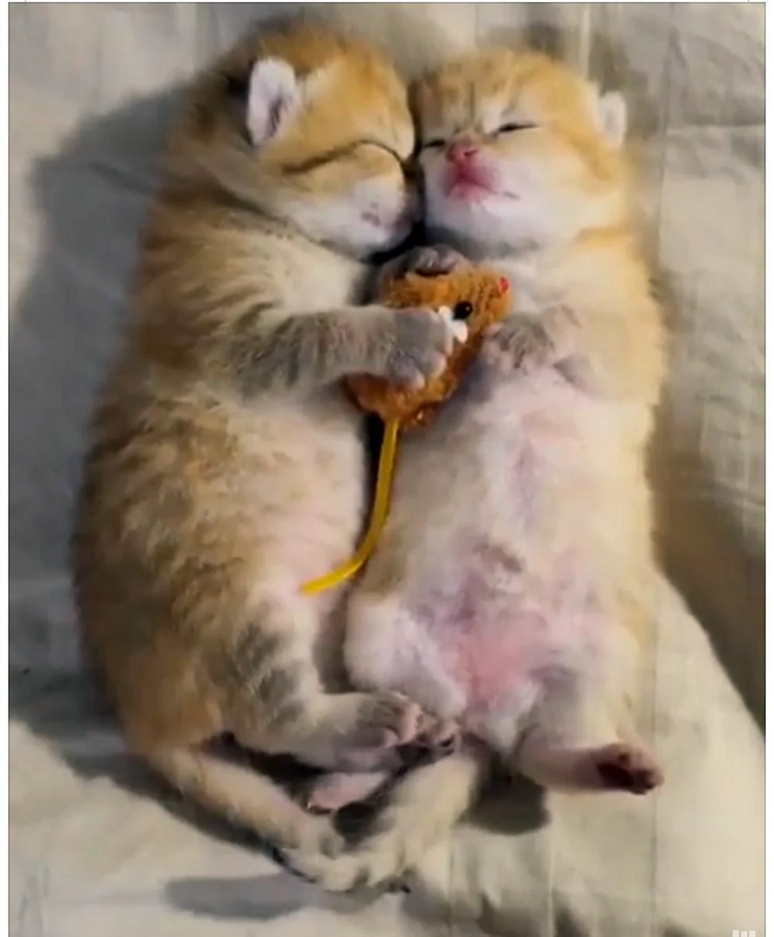 Котики целуются