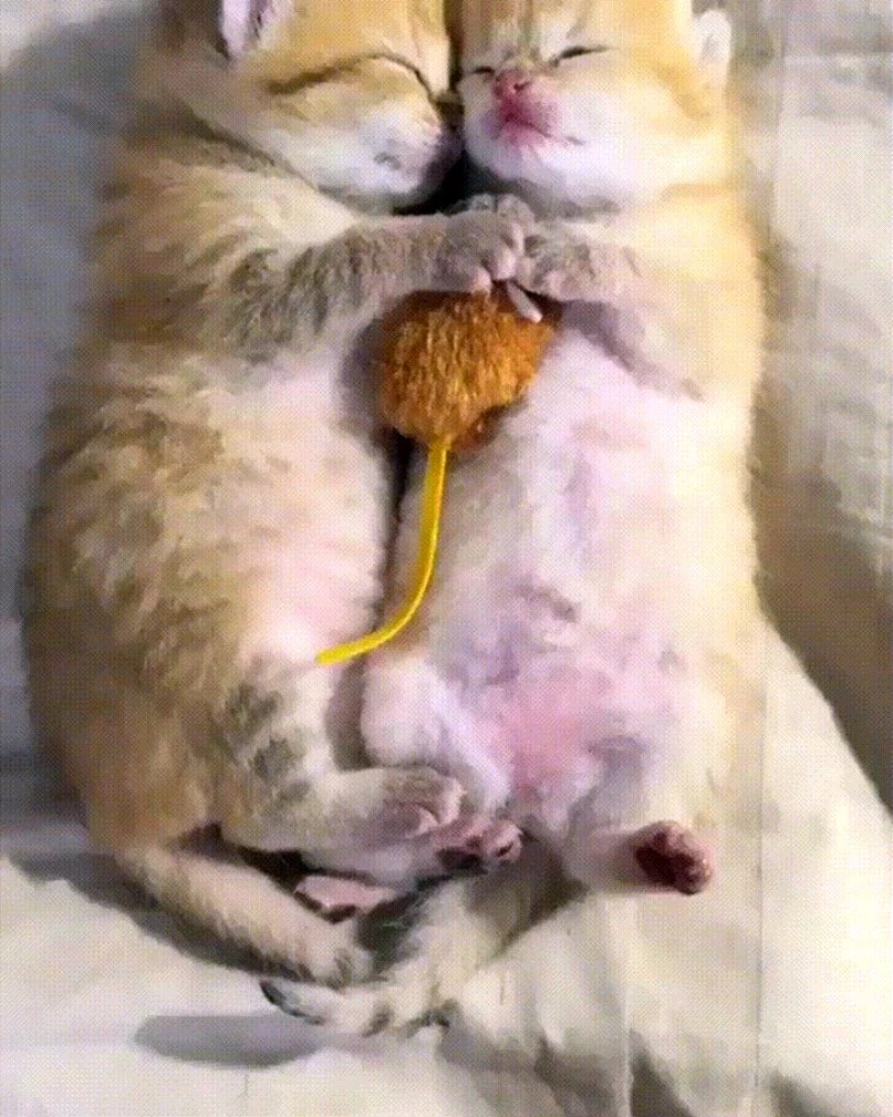 Котики целуются