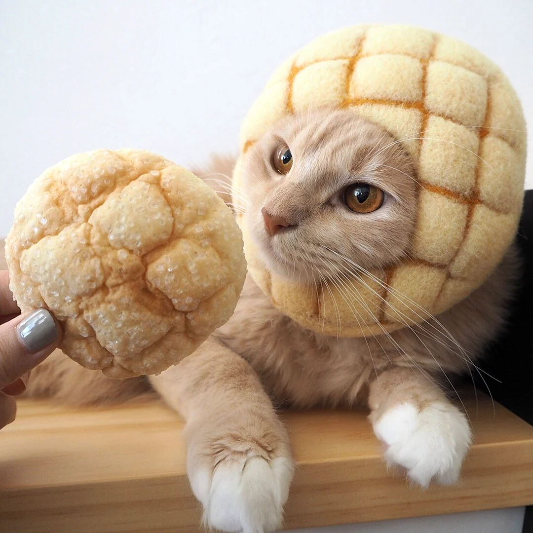 Котики в костюмах еды