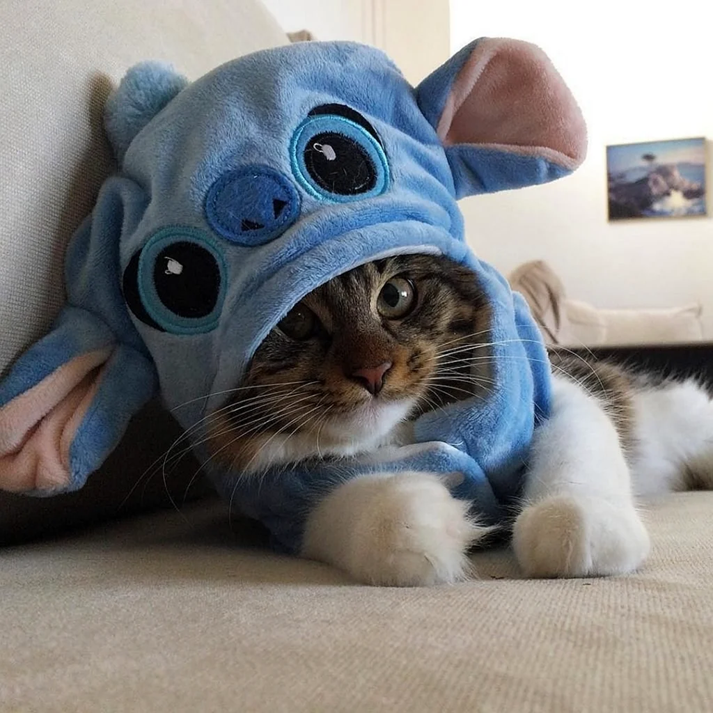 Котики в костюмчиках