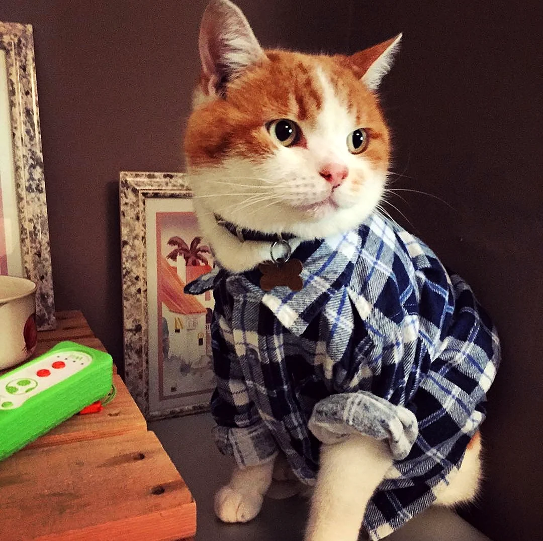 Котики в одежде