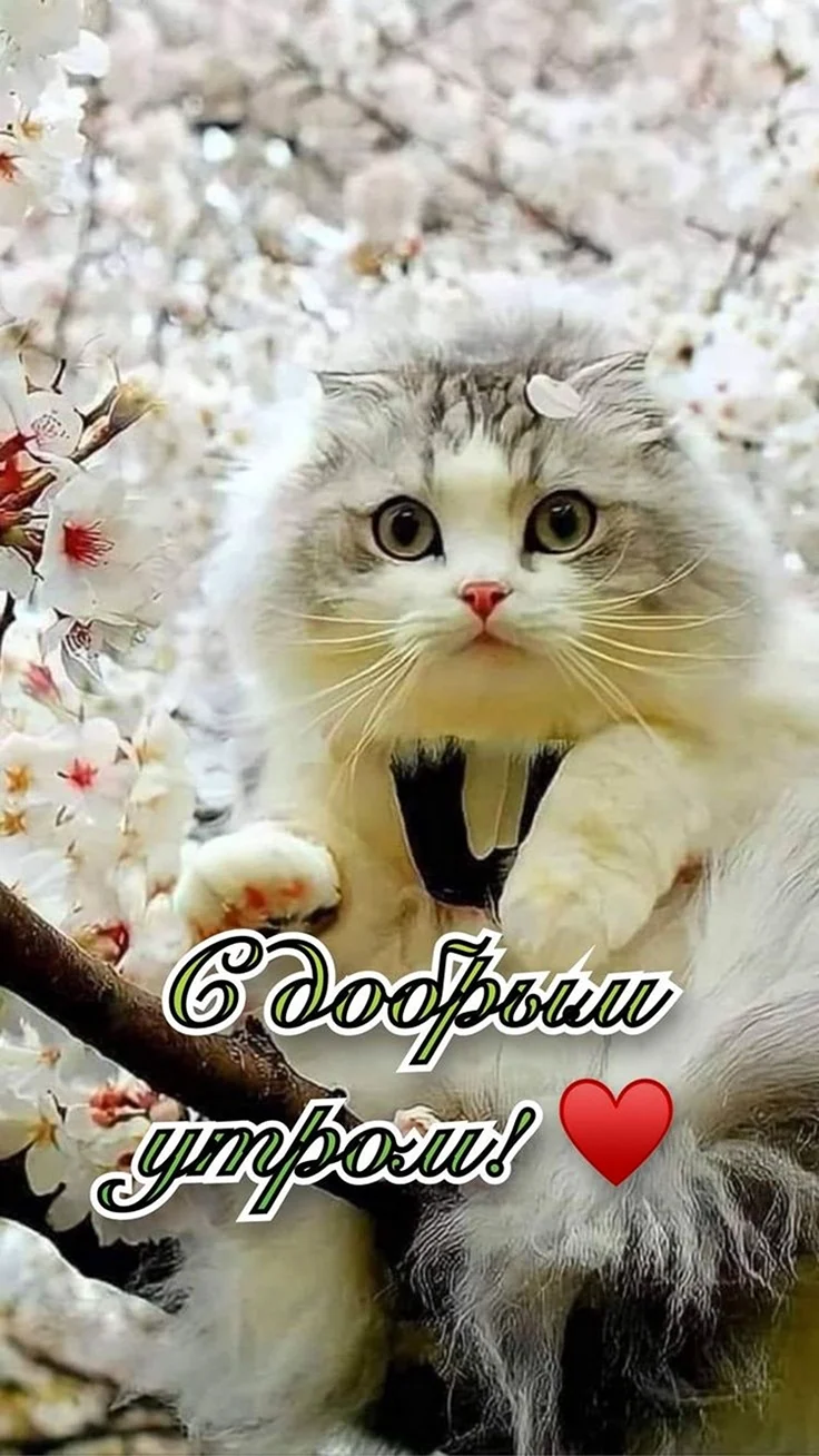Котики весной