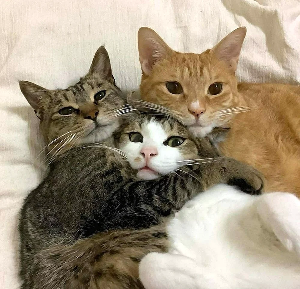 Котосемья