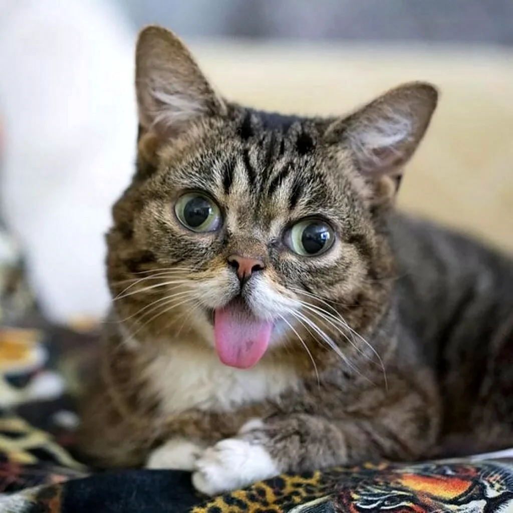 Коты