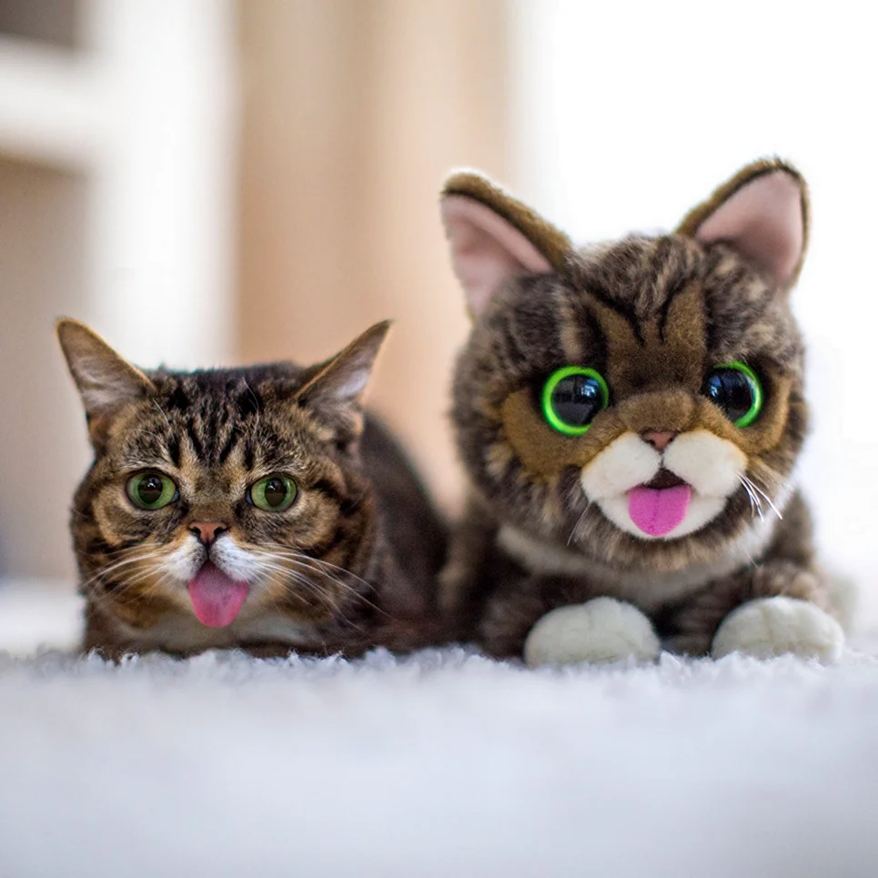 Коты