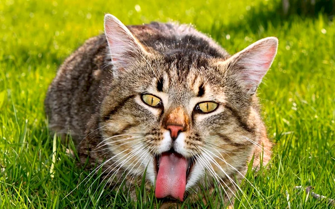 Коты