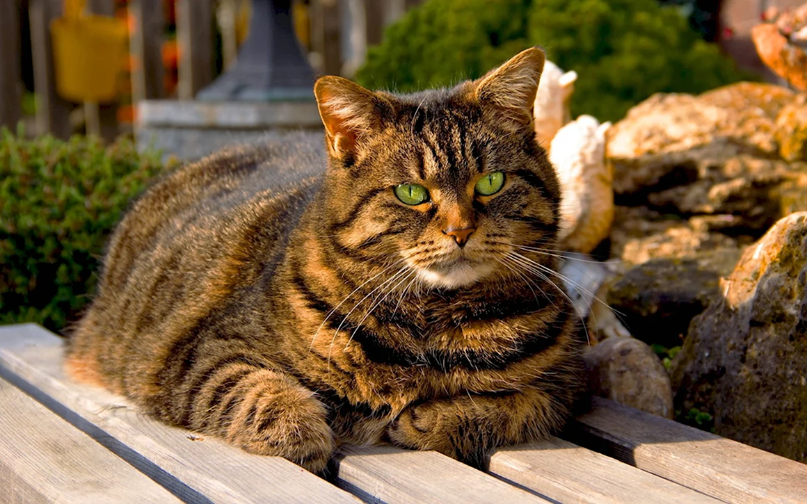 Коты