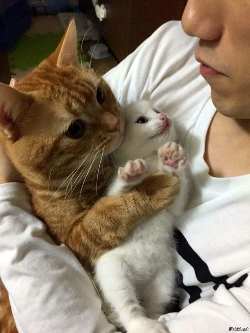 Коты и хозяева