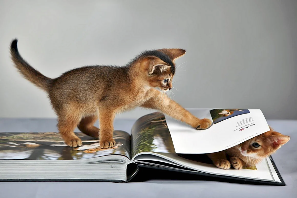 Коты и книги