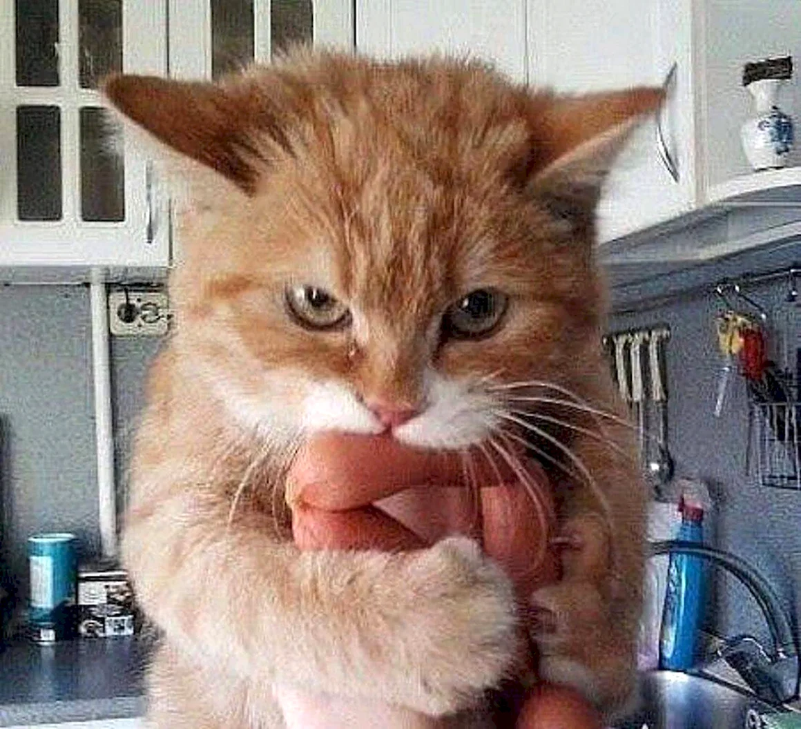 Коты и сосиски
