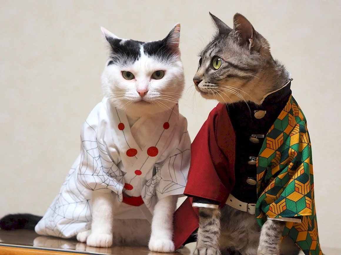 Коты косплееры